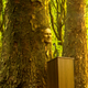 Illustration for article titled ‘Don’t Worry, I’ll Always Be Here To Fight Climate Change,’ Says Jay Inslee Before Ethereally Turning Into Majestic Oak